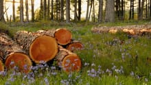 Woodland walk with bluebells at Loch Lomond National Nature Reserve 