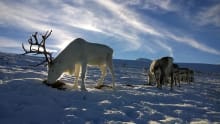 Reindeer at Cairngorm Reindeer Centre in Aviemore