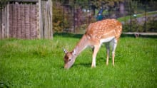 Deer at Clissold Park in Hackney