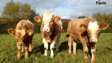 Cows at Wigfield Farm in Barnsley
