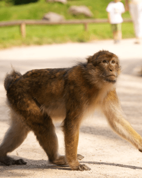 Trentham Monkey Forest