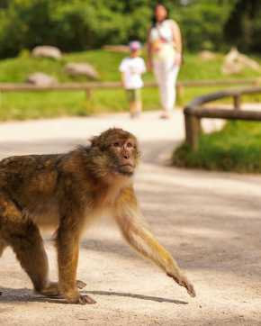 Experience Free-roaming Monkey's This May Half Term! featured image