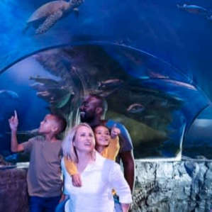 Walk through the Ocean Tunnel