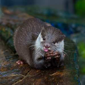 Home to Scotland’s Only Sea Otters