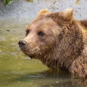 Big animal habitats