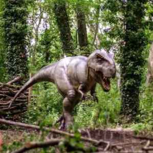 Rare animals on foot