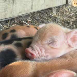 Piggy Zen Day
