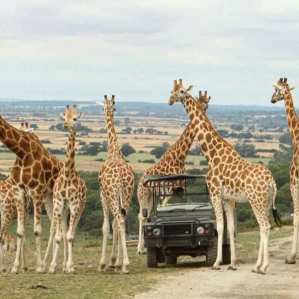 lots of giraffes around a safari truck