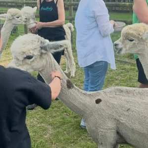 Learn about alpaca fibre