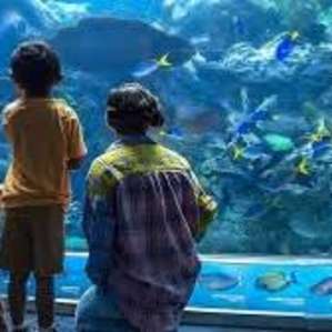 Colourful tropical fish swimming in a coral reef exhibit