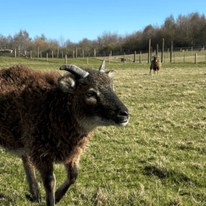 Animal paddocks, Heritage Woods and adventure play