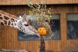 Spooky Fun and Safari Adventures, All in One!