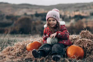 Pumpkins in the field at Loch Ness Pumpkins, Corrimony Farm, Inverness-shire
