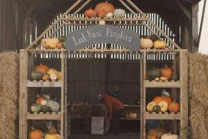 Pumpkin picking with Highland views at Loch Ness Pumpkins, Corrimony Farm, Glenurquhart