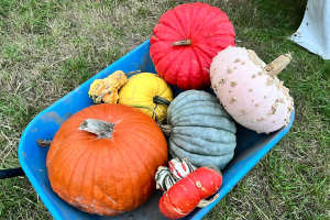 Rows of picked pumpkins at Mr Pumpkin, Lime Farm, Morley near Derby, Derbyshire