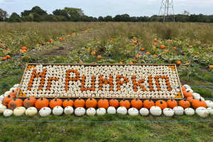 Pumpkin varieties on display at Mr Pumpkin, Morley near Derby, Derbyshire