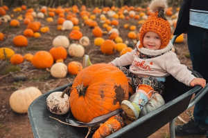 Pick your own pumpkins in the field at Sandy Bottom Farm, Hedon, Hull