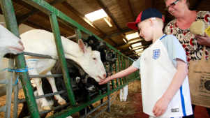 Boy feeding goat at Fantasy Farm Park in Llanrhystud