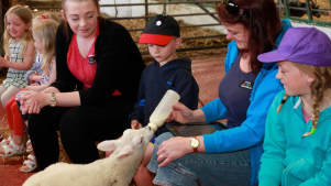 Woman feeding lamb at Fantasy Farm Park in Llanrhystud