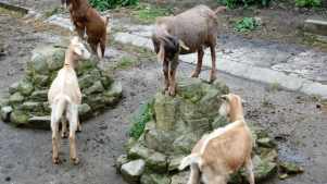 Goats at Meanwood Valley Urban Farm in Leeds