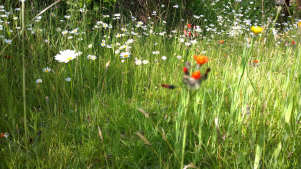 Daisy field at Carnglaze Caverns in Liskeard