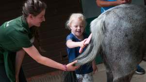 Girl brushing horse at Lavant House Stables in Chichester