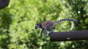Lemur at Birmingham Wildlife Conservation Park