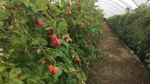 Berries at Graveley Fruit Farm in Hitchin