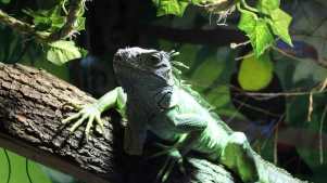 The Raptor Foundation - Featured Image - 2