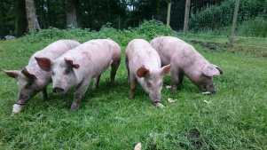Pigs at Belmont Childrens Farm in Mill Hill