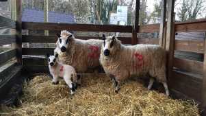 Sheep at Belmont Childrens Farm in Mill Hill