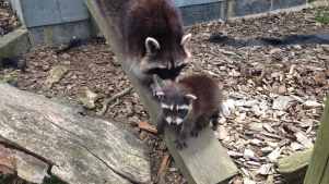 Raccoons at Hamerton Zoo Park