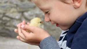 Boy holding chick at Nore Valley Park in Kilkenny