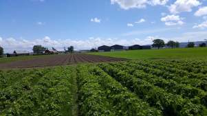 Field at East Yonderton Farm in Renfrew