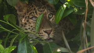 Leopard at Howletts Wild Animal Park in Bekesbourne