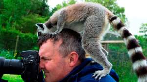 Lemur on man's head at Lake District Wildlife Park in Keswick