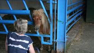 Shetland pony at Amerton Farm and Craft Centre in Stafford