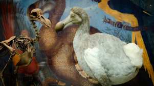 Bird display at Oxford University Museum of Natural History