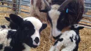 Sheep at Rare Breeds Centre in Ashford