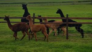 Alpacas at Hensting Alpaca Walking Experience in Eastleigh