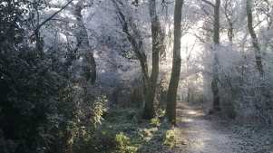 Walking path at Worcester Woods Country Park