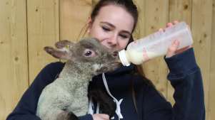 Girl feeding lamb at 4 Kingdoms Farm Adventure Park in Headley