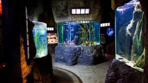 Fish tanks inside Blue Reef Aquarium in Newquay