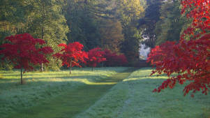 Trees at Thorp Perrow Gardens, Falcons, Meerkats in Bedale
