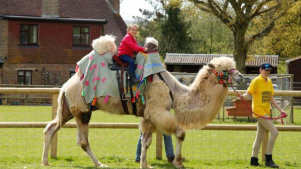 Girl riding camal at Josephs Amazing Camels in Shipston on Stour
