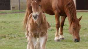 Horses at The Suffolk Punch Trust in Woodbridge