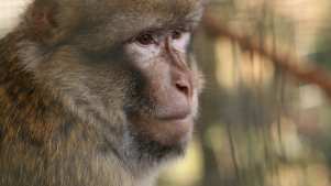 Monkey at Wild Futures Monkey Sanctuary in Looe
