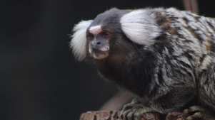 Common Marmoset at Ponderosa Zoo