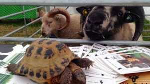 Turtle and goats at Wigfield Farm in Barnsley