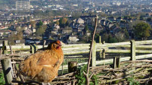 Chicken at Bath City Farm